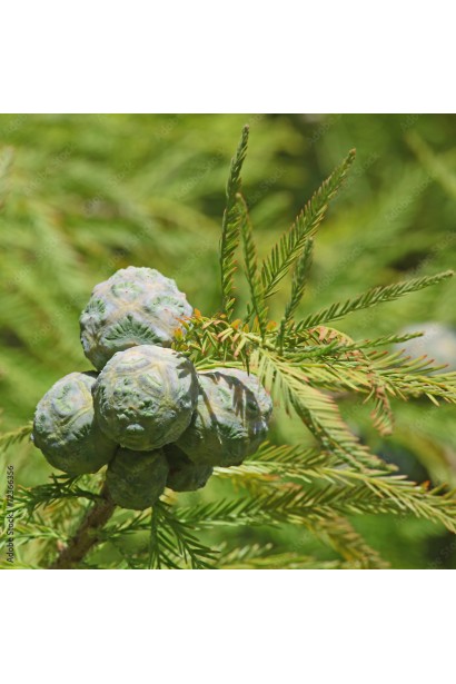 Секвойя шишки